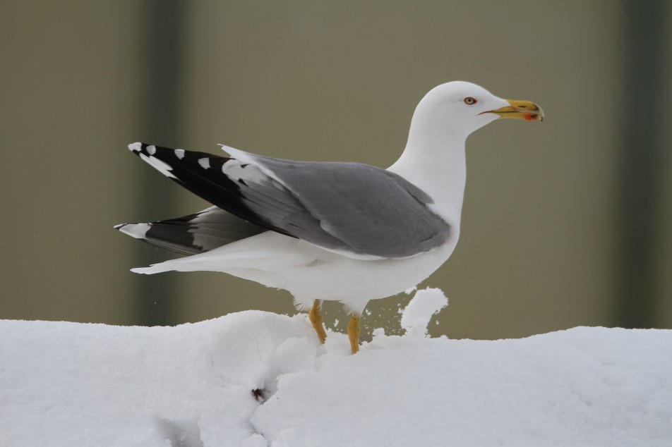 Darıca'dan Kar Manzaraları